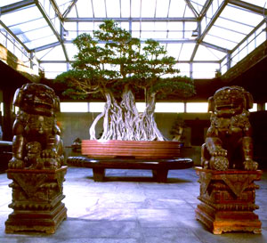 Museo dei Bonsai